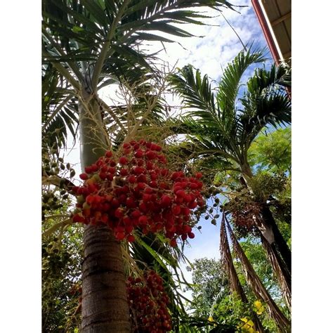 dates palm tree philippines|Adonidia merrillii .